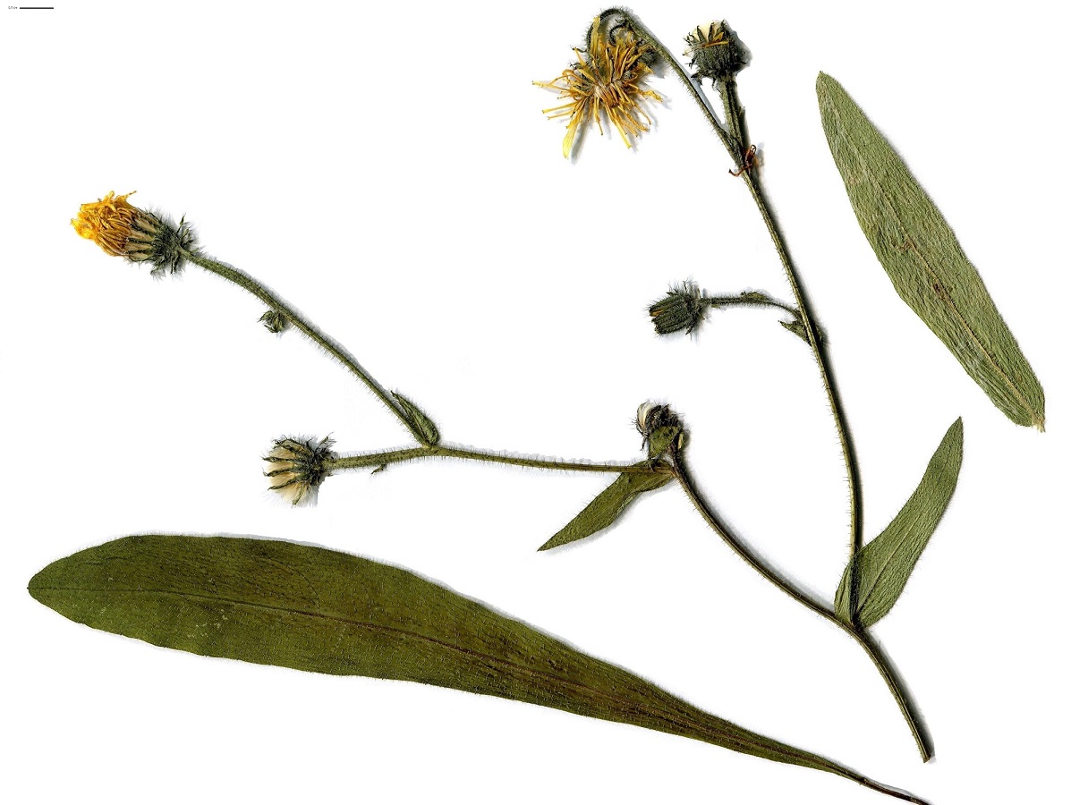 Picris hieracioides subsp. umbellata (Asteraceae)